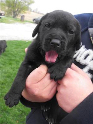 BlackLabPuppies