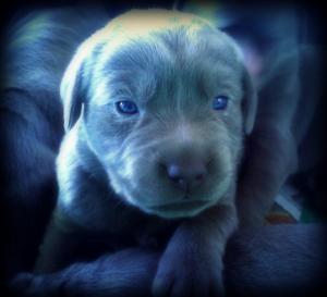 BeautifulRareSilverLabPuppies