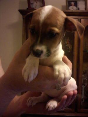 JackRusselTerriersPurebred