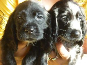 englishcockerspanielforsale