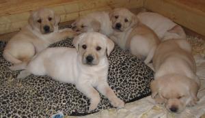 YellowLabpuppies