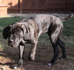 PurebredCaneCorsoMastiffPuppyinSanDiego