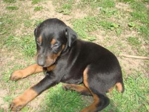 AdorablemaleDobermanpinsherforsale