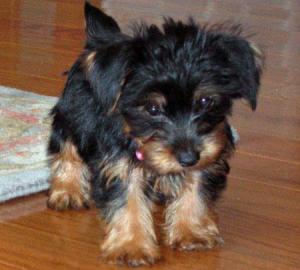 AdorableYorkiePuppiesForFreeAdoption