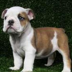 AffectionateEnglishBulldogPuppiesForGoodHome