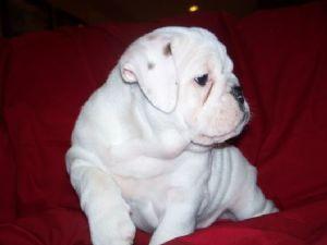 AdorableEnglishBulldogPuppiesForSale