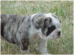 beautifulEnglishbulldogpuppiesAvailable