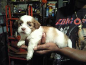 SHIHPOOPUPPIESFORSALE