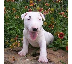 PoddarkennelQualityBullTerrier