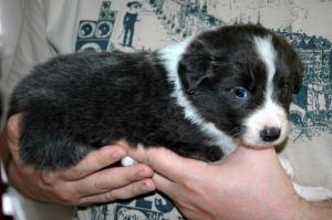 Bordercolliefemalepuppies