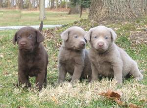 LabradorRetrieverPuppiesAvailable