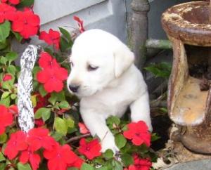 LabradorPuppiesforsaleAKCallcolors