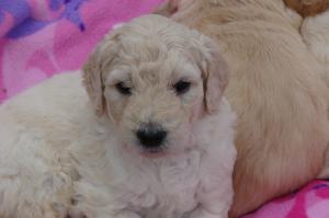 GoldenDoodlePuppies-nonshedding