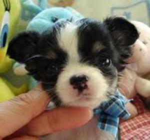 CHIHUAHApuppiesforNEWHOME