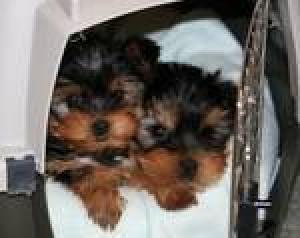 extremelycuteyorkiepuppiesforfreeadoption