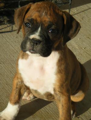 AKCBoxersPuppies