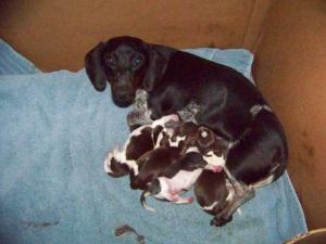 AKCPiebaldMiniatureDachshunds