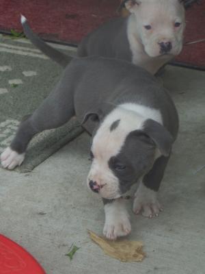 BlueNosePitBulls