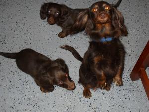 MiniDachshunds