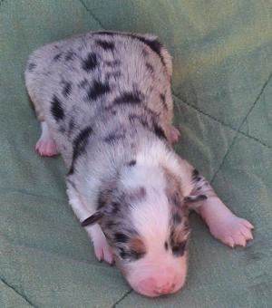 AKCASCAAustralianShepherdpuppiesChampionl