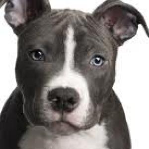 AdorableAmericanPitBullTerrierPups