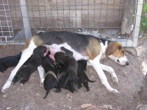 Houndmixpuppies