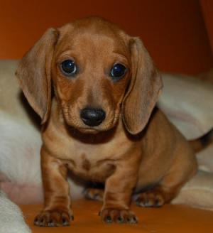 PoddarkennelQualityDachshund