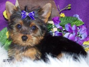 HealthyYorkiePuppiesForAdoption