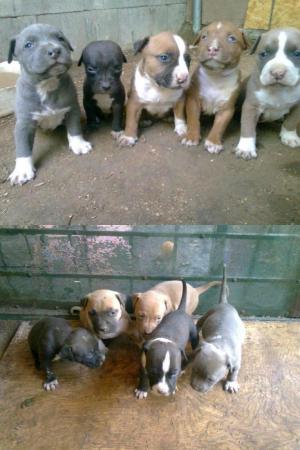 BluenosePitbullpuppiesforSale