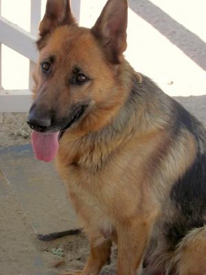 PurebredGermanShepherdPuppies