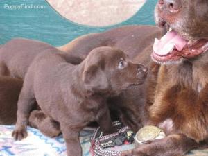 AKCchocolatelab