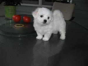 CuteMaltesePuppiesAvailable