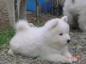 SamoyedpuppiesavailableatPoddarkennel