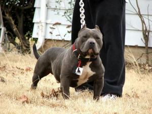 GottyLineRazorsEdgePitbullBullyPuppies