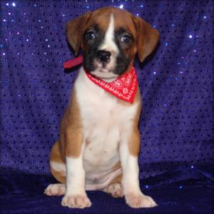 affectionateandcuteboxerpuppiesforadoptiont