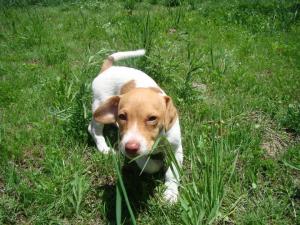 BeaglePuppy