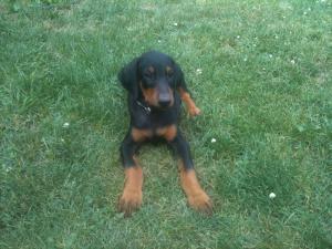 DobermanPuppies