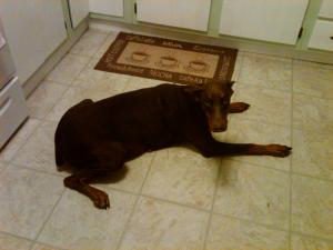 DobermanPuppies