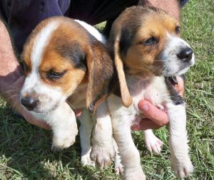 HuntingBeaglesForSale