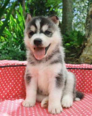 siberianhuskypuppieswithblueeyes