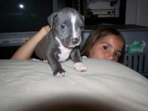 BeautifulPitbullPuppiesforSale