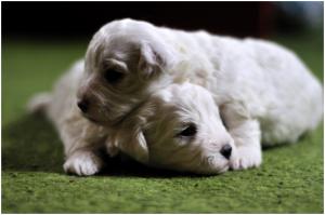 PuppiesBichonFrise