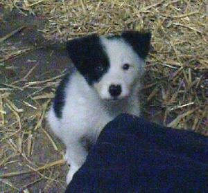 BorderColliePuppies