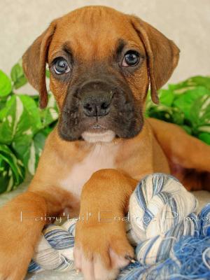 Sweetboxerpuppyforsale