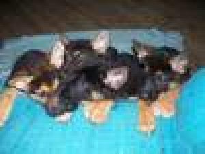 AKCGermanShepherdPuppiesForSale-