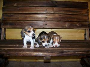 MiniBeaglebabies