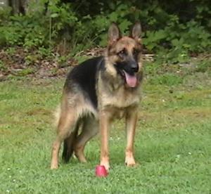 AKCGermanShepherdPuppies