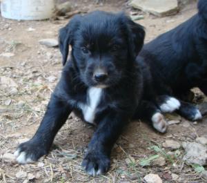 AustralianRetrieverPupsForSale