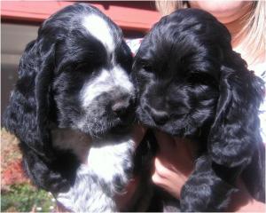 CockerSpanielPuppies