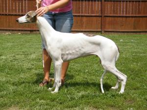 AKCregisteredmalepuppyGreyhound